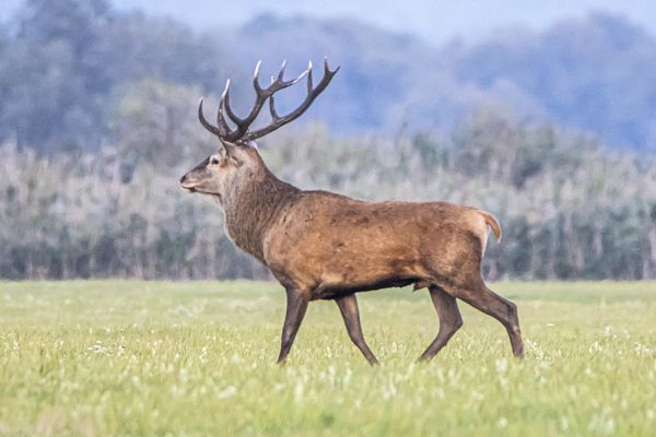 Ein Rothirsch während der Brunftzeit im Herbst 2024 im Trockenpolder.