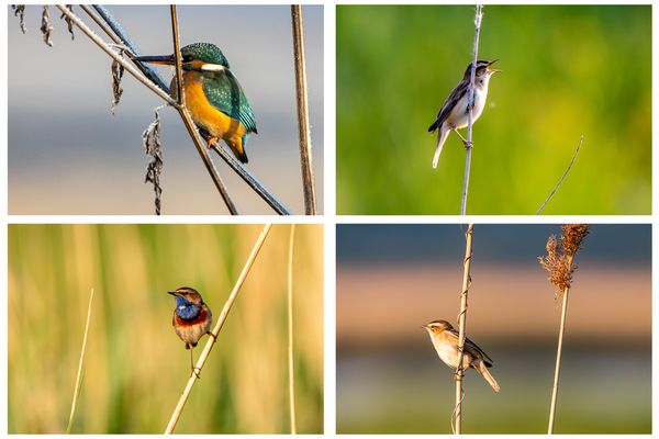 Kleine Vögel, wie den Eisvogel, gibt es viele zu sehen.