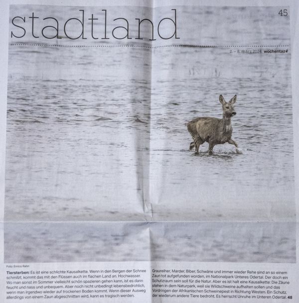 Titelbild: Fotos und Interview für die "taz", es ging um die Afrikanische Schweinepest im Nationalpark Unteres Odertal im März 2024